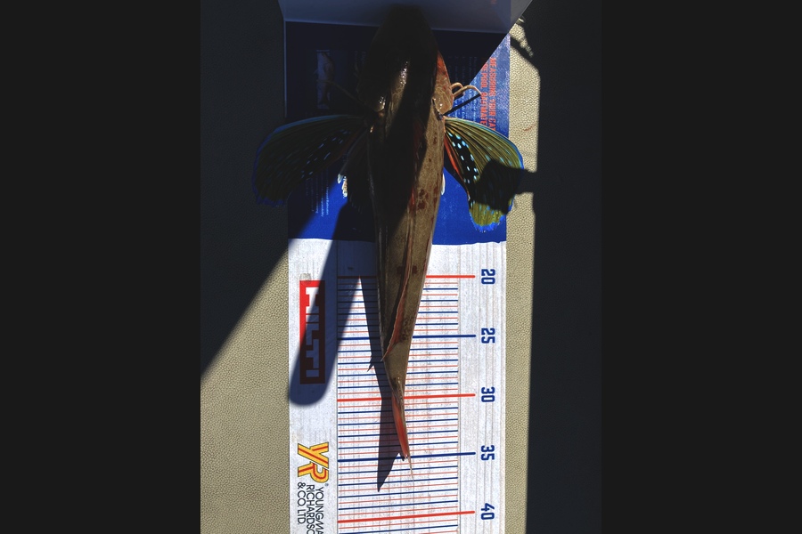 Riley Vette Blomquist caught this 34.5cm Gurnard at Mad Mile  during The Hirepool Baitmates Fishing Comp