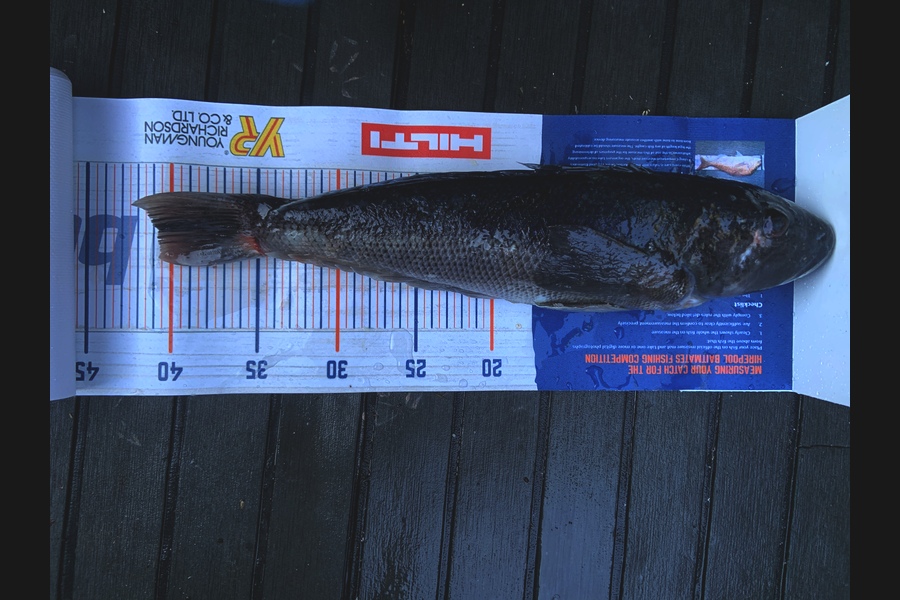 Sam Julian caught this 40.5cm Blue Cod at Wellington during The Hirepool Baitmates Fishing Comp