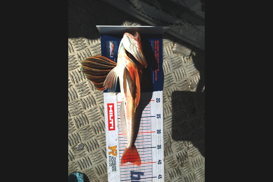 Stanley Miller caught this 39cm Gurnard at Mangawhai during The Hirepool Baitmates Fishing Comp