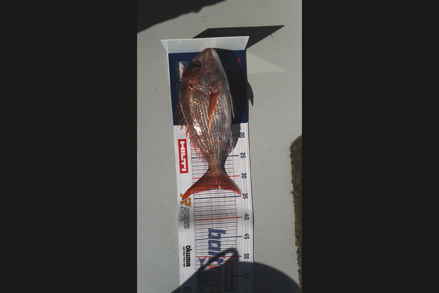 Marco Barnao  caught this 32.5cm Snapper at Nine pin, bay of islands during The Hirepool Baitmates Fishing Comp