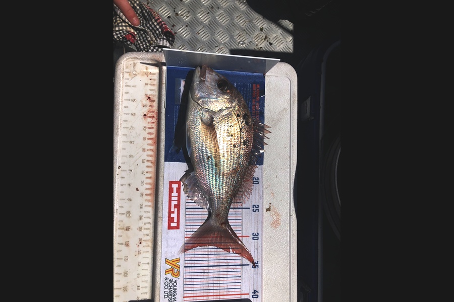 Blake Baird caught this 31.5cm Snapper at Pauanui during The Hirepool Baitmates Fishing Comp