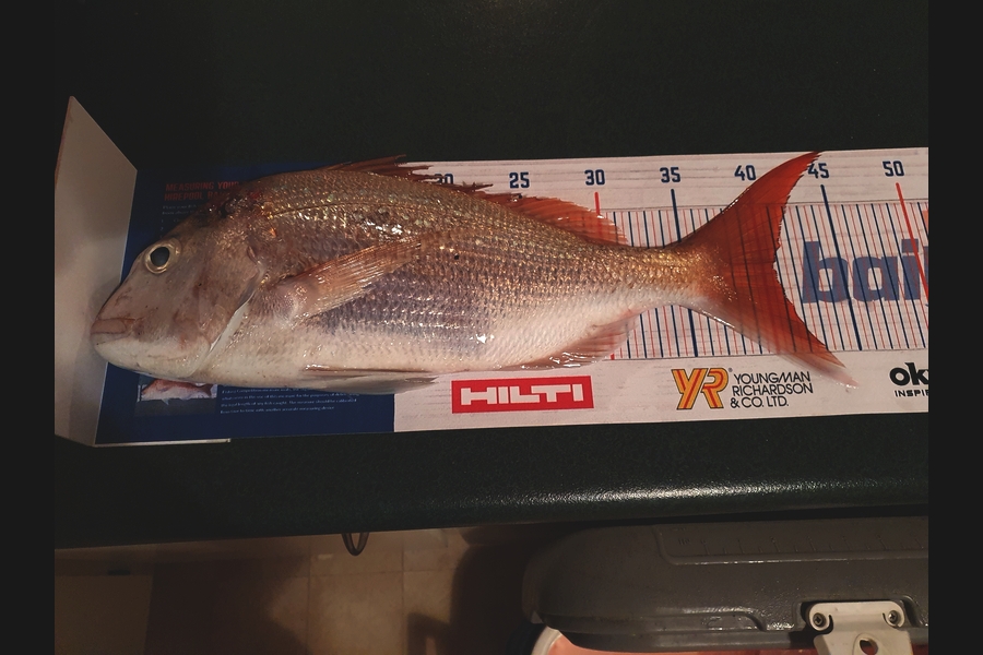 Mandy Martin caught this 40.5cm Snapper at Matapori Bay during The Hirepool Baitmates Fishing Comp