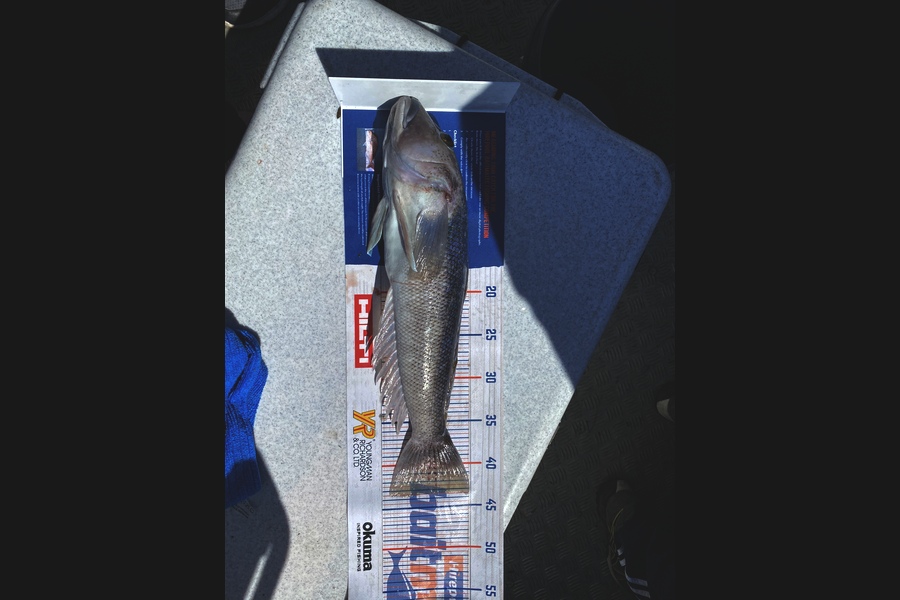 Riaan Hunt caught this 43.5cm Blue Cod at Coromandel during The Hirepool Baitmates Fishing Comp