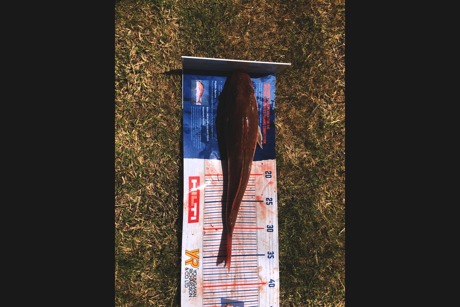 Blake Baird caught this 36.0cm Gurnard at Pauanui during The Hirepool Baitmates Fishing Comp