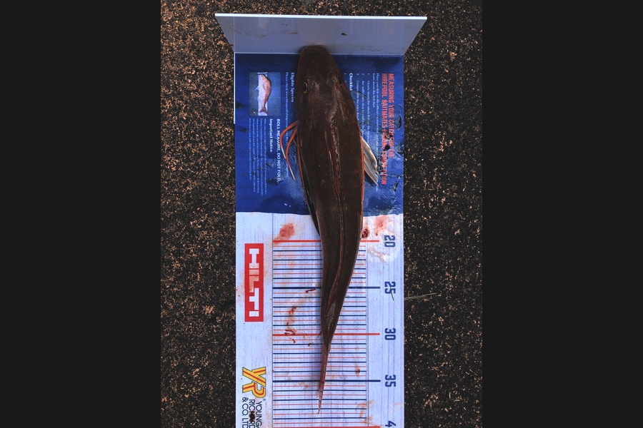 Shawn Beer caught this 36cm Gurnard at Pauanui  during The Hirepool Baitmates Fishing Comp