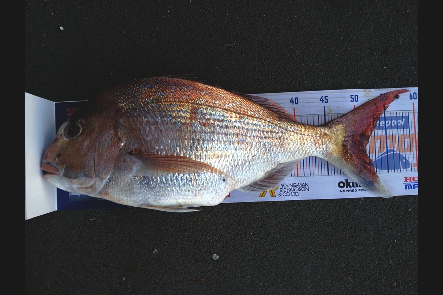 Steve Ryder caught this 51.5cm Snapper at Manukau harbour  during The Hirepool Baitmates Fishing Comp