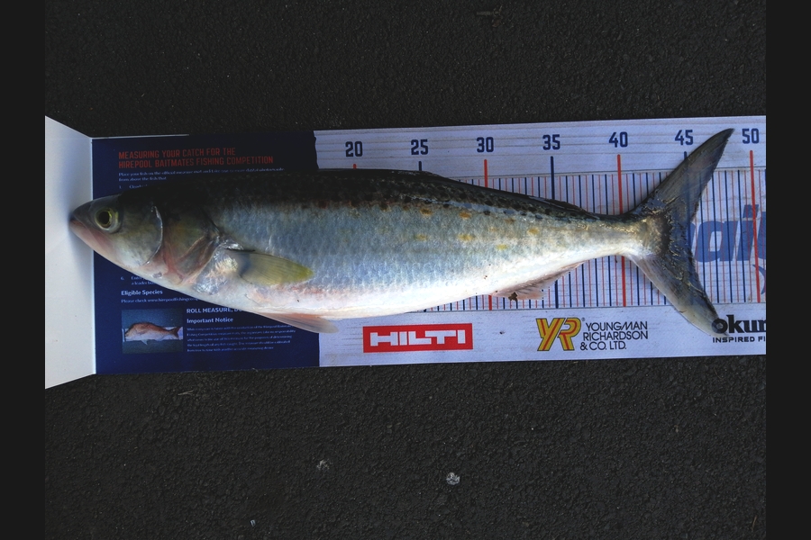 Steve Ryder caught this 44.5cm Kahawai at Manukau harbour  during The Hirepool Baitmates Fishing Comp