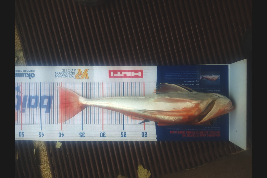 Johnathan Trevathan caught this 40cm Gurnard at Hawkes bay during The Hirepool Baitmates Fishing Comp