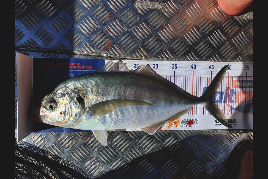 Ben Cullen caught this 45cm Trevally at Northland during The Hirepool Baitmates Fishing Comp