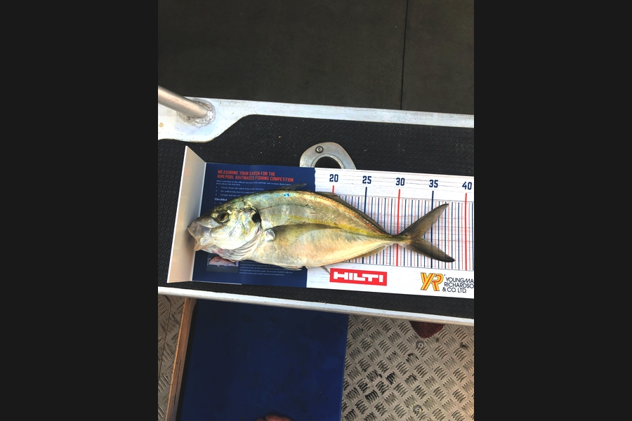 Ethan Leigh caught this 33.5cm Trevally at Kawhia  during The Hirepool Baitmates Fishing Comp