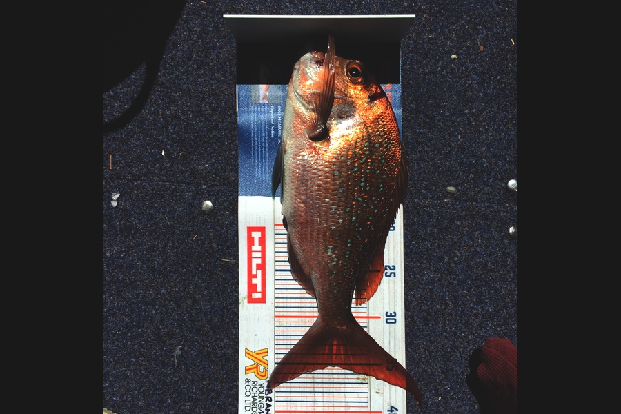 Brandon Hull caught this 35cm Snapper at Bay of Islands during The Hirepool Baitmates Fishing Comp