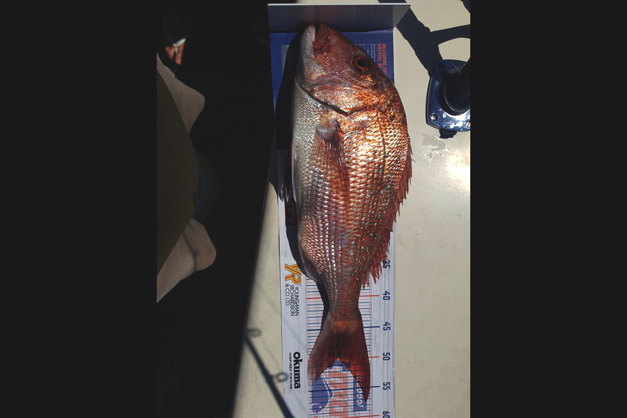 Brad Ellison caught this 49cm Snapper at Great mercury during The Hirepool Baitmates Fishing Comp