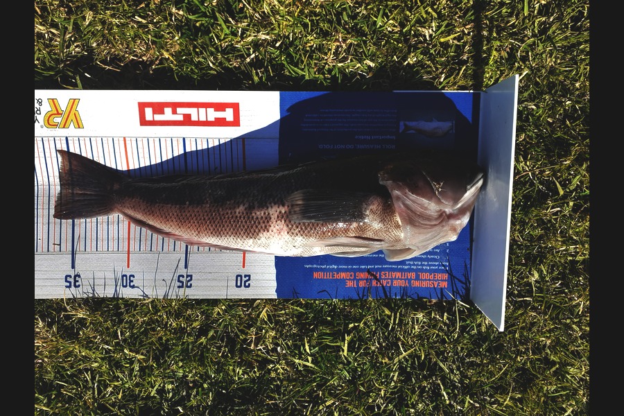 William Askham caught this 36cm Blue Cod at Oakura during The Hirepool Baitmates Fishing Comp
