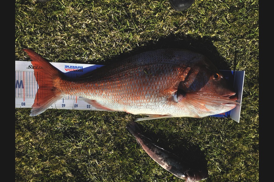 William Askham caught this 74.5cm Snapper at Oakura during The Hirepool Baitmates Fishing Comp