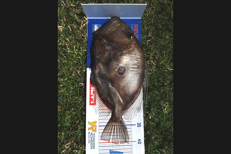 Colin Carroll caught this 40.5cm John Dory at Oakura  during The Hirepool Baitmates Fishing Comp