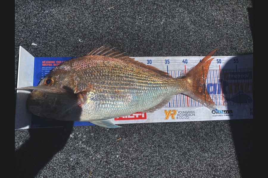 Kendal Pratt caught this 45.0cm Snapper at Firth of Thames during The Hirepool Baitmates Fishing Comp