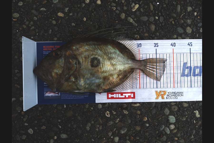 Ross Brown caught this 37.5cm John Dory at Bay of Plenty during The Hirepool Baitmates Fishing Comp