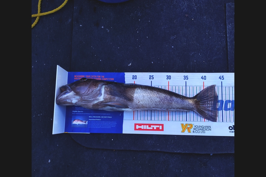 Mike Garton caught this 43.5cm Blue Cod at Little Barrier during The Hirepool Baitmates Fishing Comp
