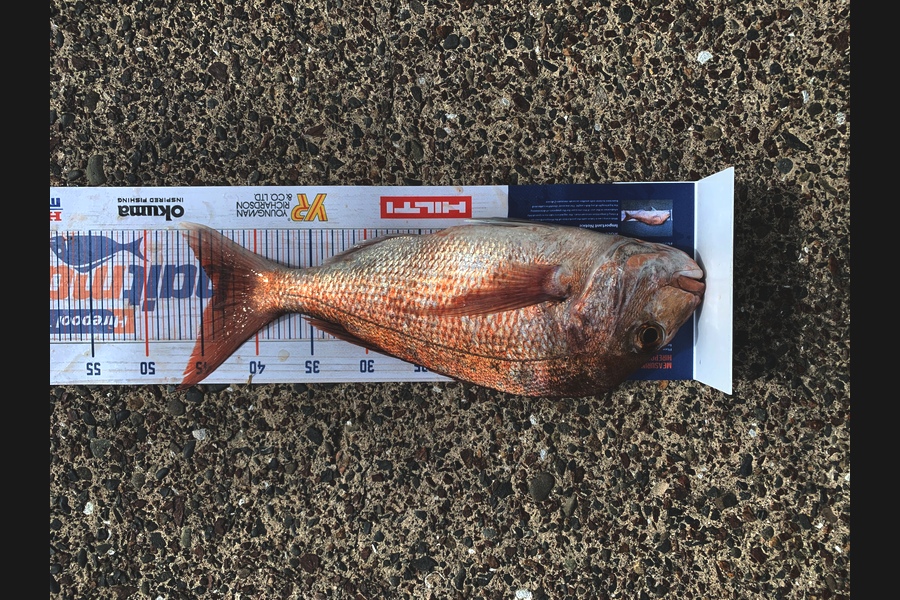Heindrik Oudshoorn caught this 44cm Snapper at Hauraki during The Hirepool Baitmates Fishing Comp