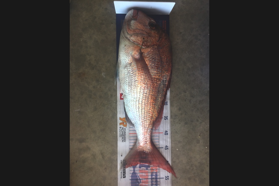 Graeme Duncan caught this 49.5cm Snapper at Coromandel during The Hirepool Baitmates Fishing Comp