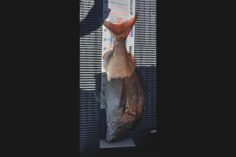 Jim Barker caught this 63.5cm Snapper at Whangamata  during The Hirepool Baitmates Fishing Comp