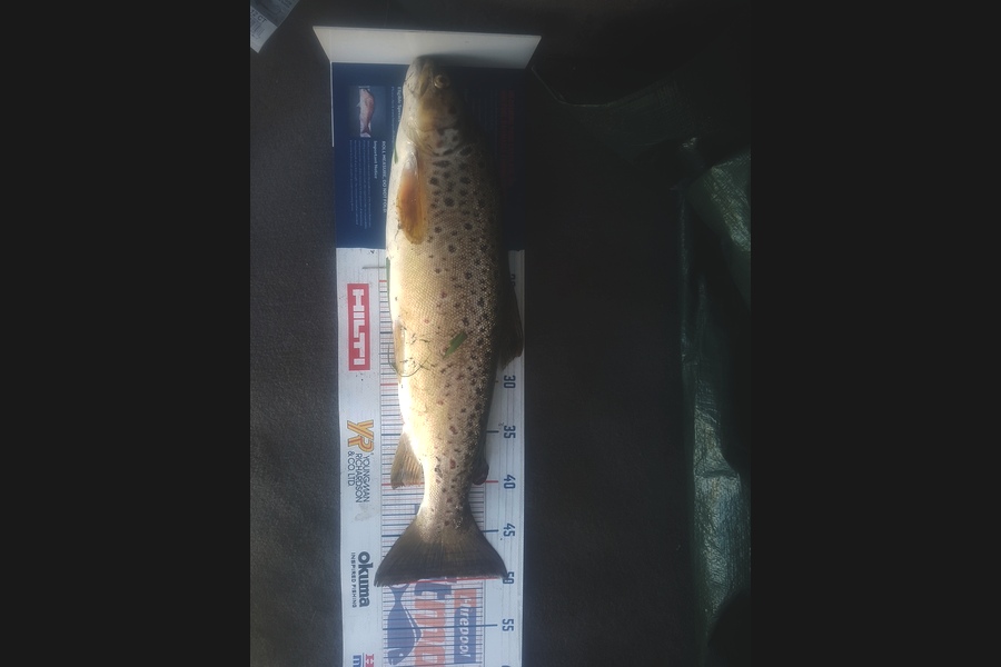 Hayden Walker caught this 49.5cm Trout at Taranaki during The Hirepool Baitmates Fishing Comp