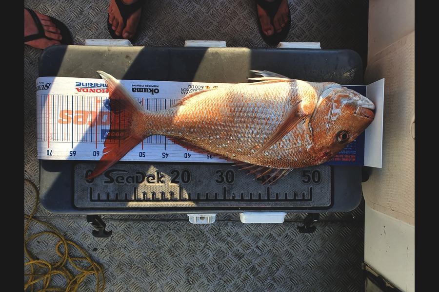 Jamie Reith caught this 56.5cm Snapper at Thames  during The Hirepool Baitmates Fishing Comp