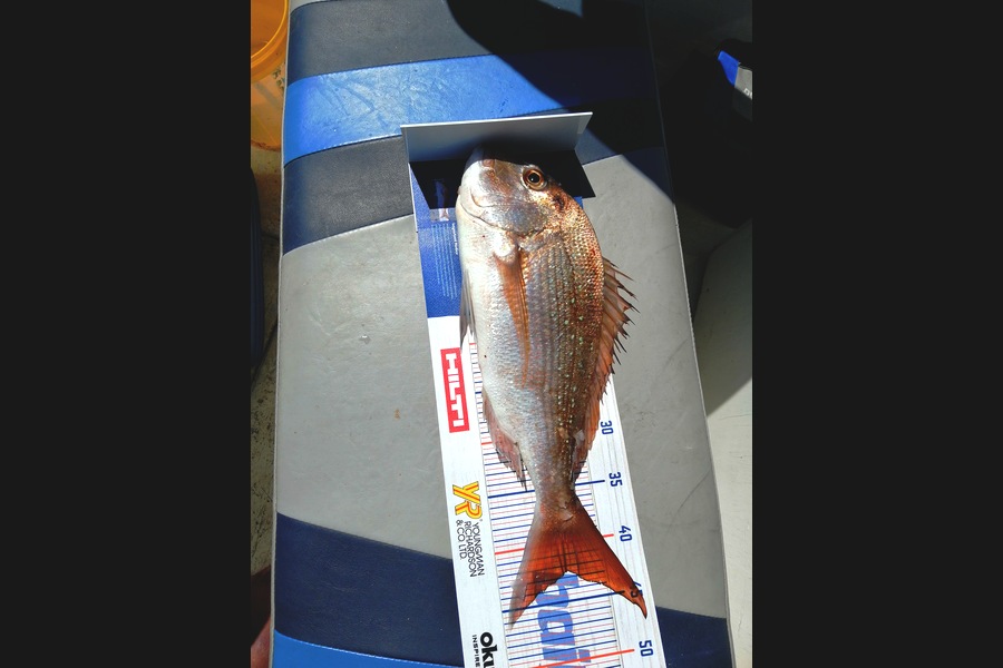 Larry Temperley caught this 42.5cm Snapper at Marsden Cove during The Hirepool Baitmates Fishing Comp