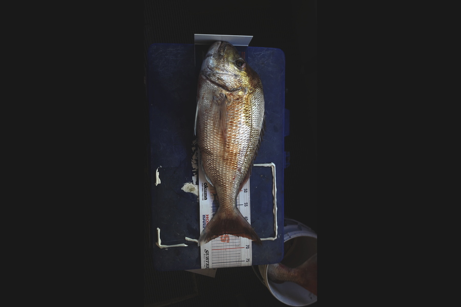 Andrew Skinner caught this 65cm Snapper at Raglan during The Hirepool Baitmates Fishing Comp