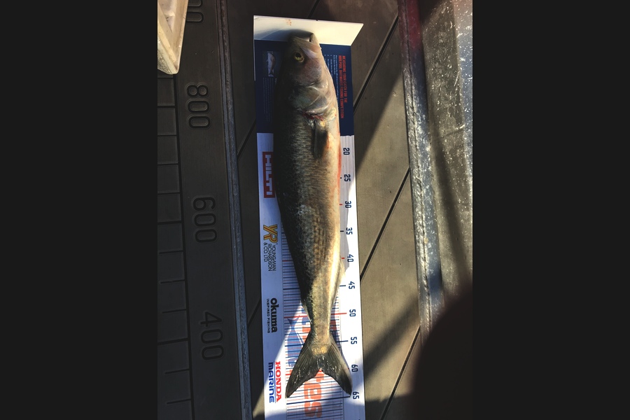 David Monagan caught this 59cm Kahawai at Pourerere  during The Hirepool Baitmates Fishing Comp