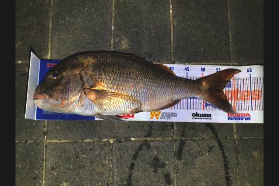 Mark Piskulic caught this 56.0cm Snapper at Doubtless Bay during The Hirepool Baitmates Fishing Comp