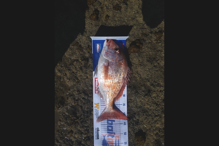 Karl Bogue caught this 42cm Snapper at Army bay during The Hirepool Baitmates Fishing Comp