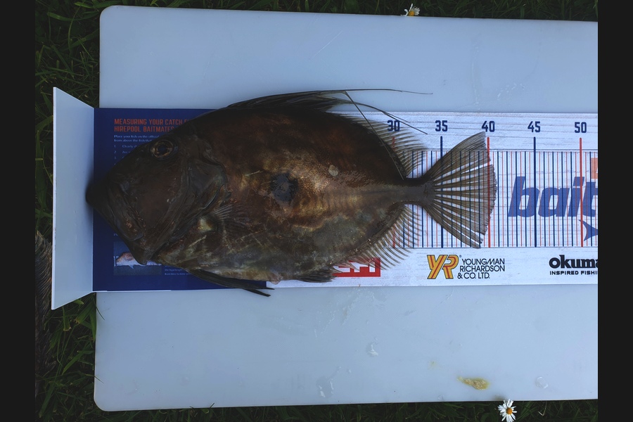 Amber Gray caught this 41.5cm John Dory at Tairua - Strikezone Charter during The Hirepool Baitmates Fishing Comp