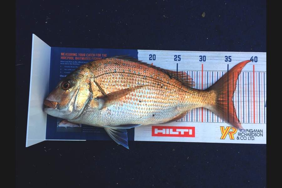 Elliot Gordon caught this 35.5cm Snapper at Tauranga during The Hirepool Baitmates Fishing Comp