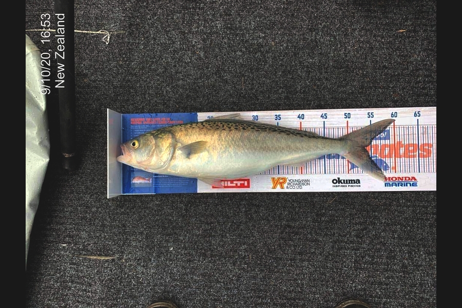 Curtis Searancke caught this 53.5cm Kahawai at White Cliffs during The Hirepool Baitmates Fishing Comp