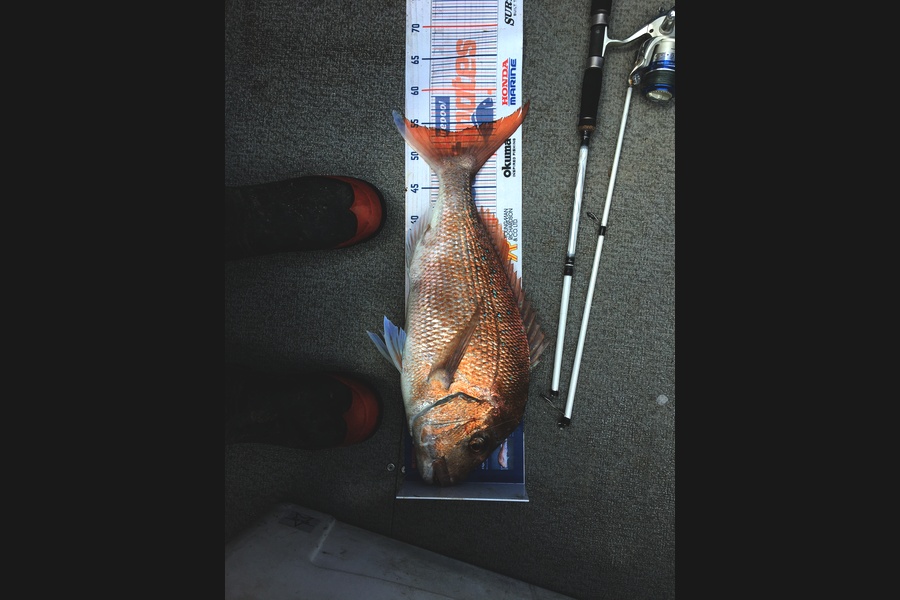 Sam Hudson caught this 53.5cm Snapper at Firth of Thames  during The Hirepool Baitmates Fishing Comp