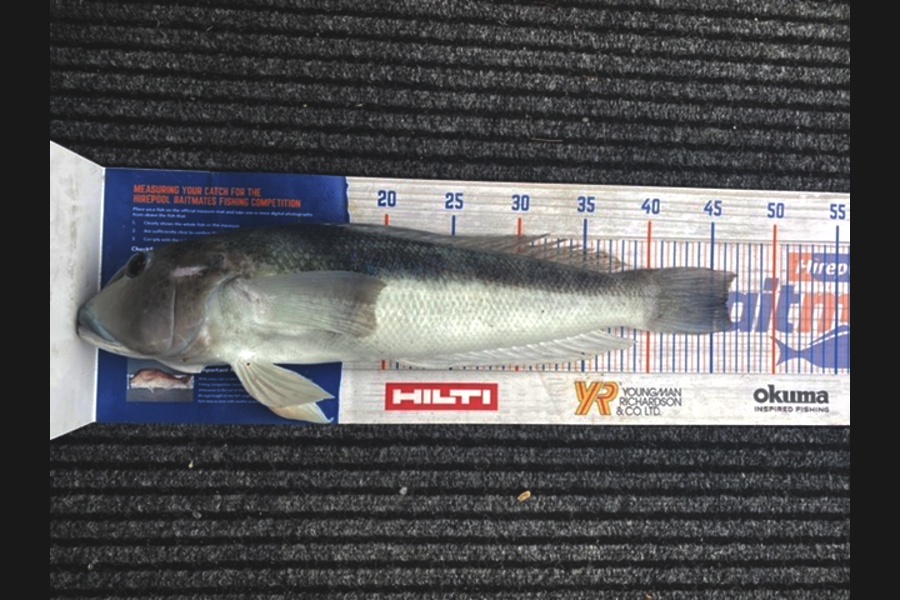 James Laird caught this 46cm Blue Cod at Durville  during The Hirepool Baitmates Fishing Comp