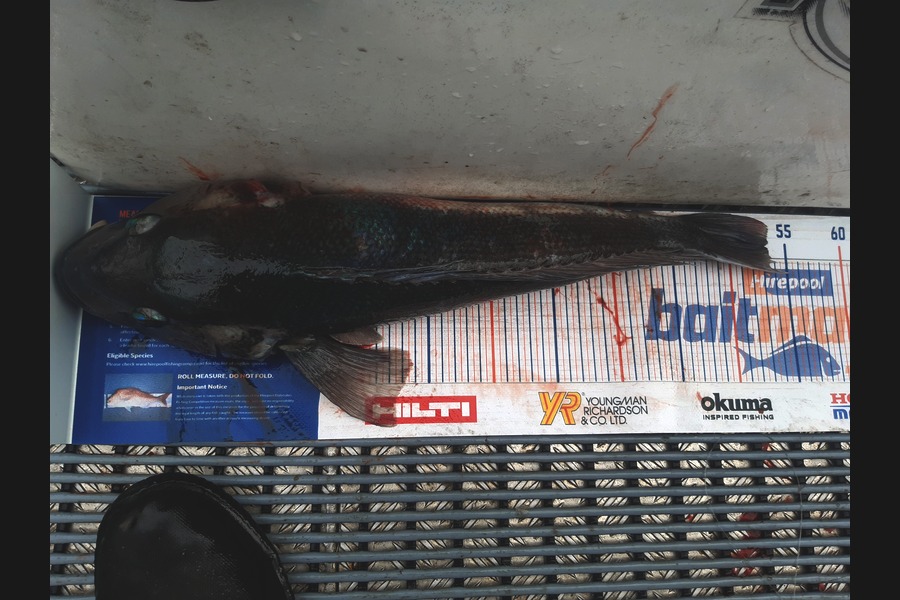 Ray Van Driel caught this 53cm Blue Cod at Wellington  during The Hirepool Baitmates Fishing Comp