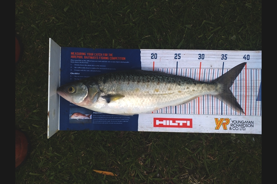 James Richardson caught this 36.5cm Kahawai at Firth of Thames during The Hirepool Baitmates Fishing Comp