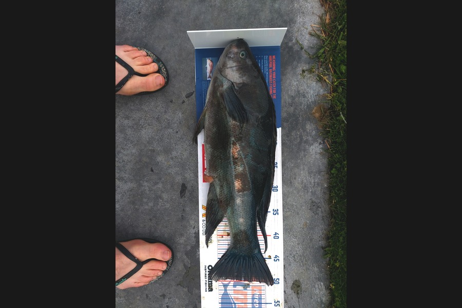 Nathan Jones caught this 49.5cm Butterfish at Kapiti during The Hirepool Baitmates Fishing Comp