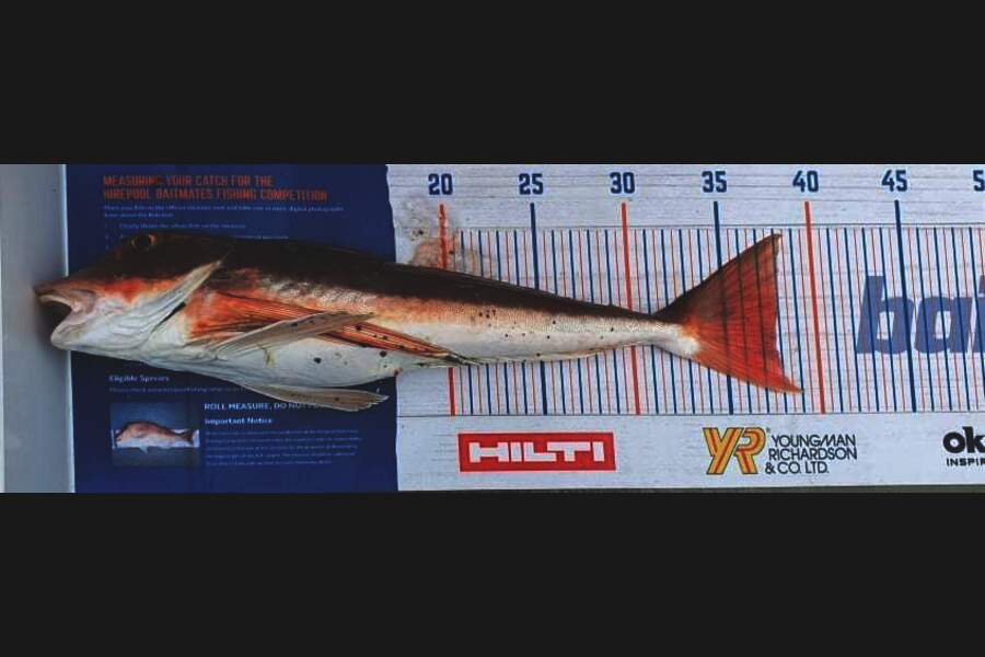 Thomas Bickner caught this 37.5cm Gurnard at hicks bay during The Hirepool Baitmates Fishing Comp