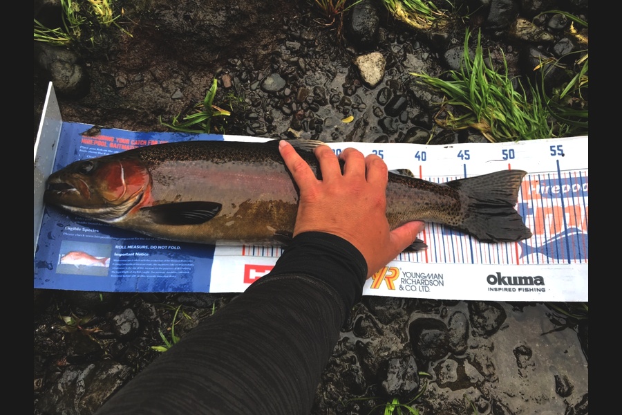 Gabriel Vilgalys caught this 50cm Trout at Whakatane  during The Hirepool Baitmates Fishing Comp