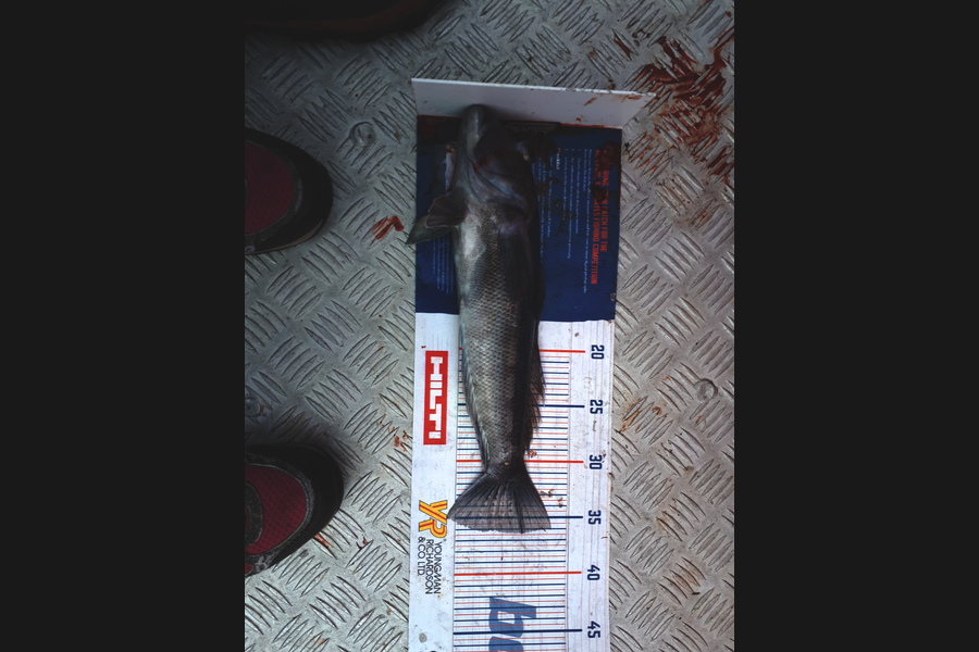 Stacey Gillespie caught this 36cm Blue Cod at Okiwi Bay during The Hirepool Baitmates Fishing Comp