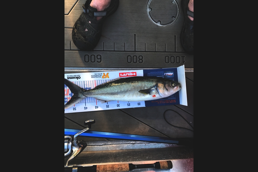David Monagan caught this 50.0cm Kahawai at Pourerere  during The Hirepool Baitmates Fishing Comp