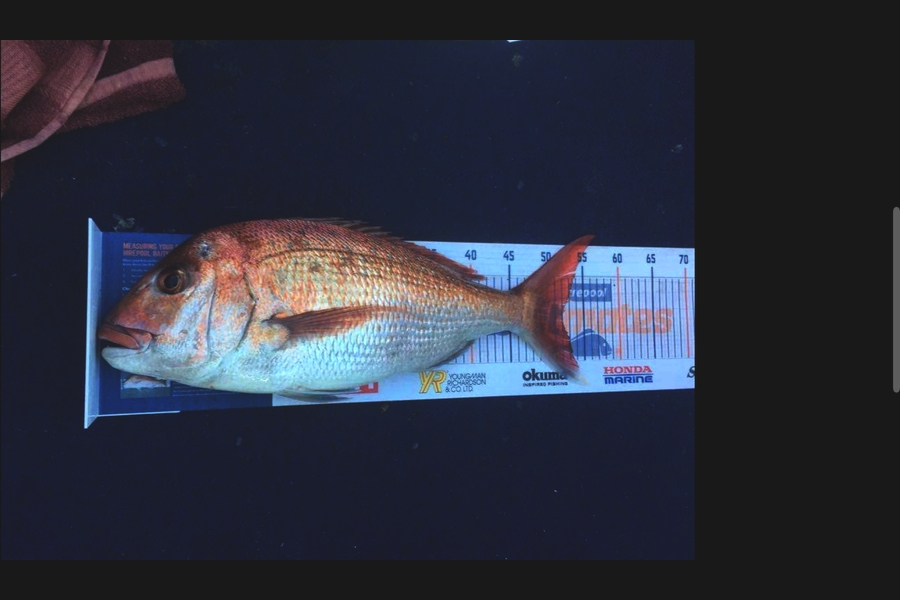 Elliot Gordon caught this 52cm Snapper at Tauranga during The Hirepool Baitmates Fishing Comp