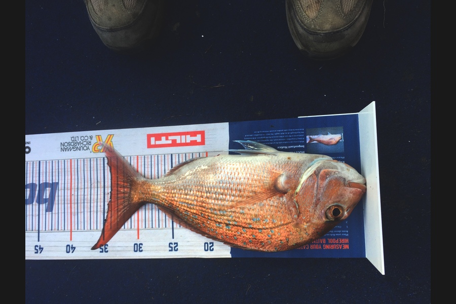 Carey Gordon caught this 34cm Snapper at Tauranga  during The Hirepool Baitmates Fishing Comp