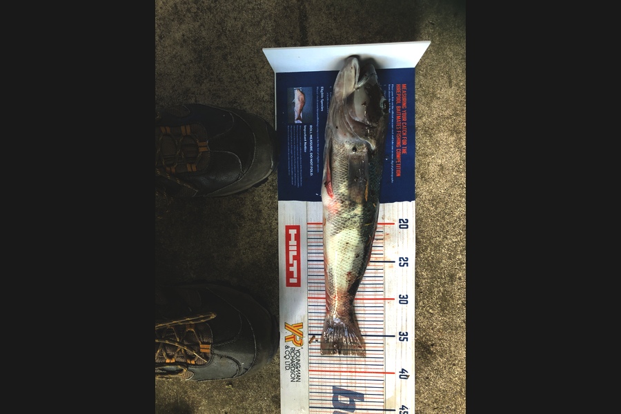 Keith Langham caught this 37.5cm Blue Cod at Tasman Bay during The Hirepool Baitmates Fishing Comp