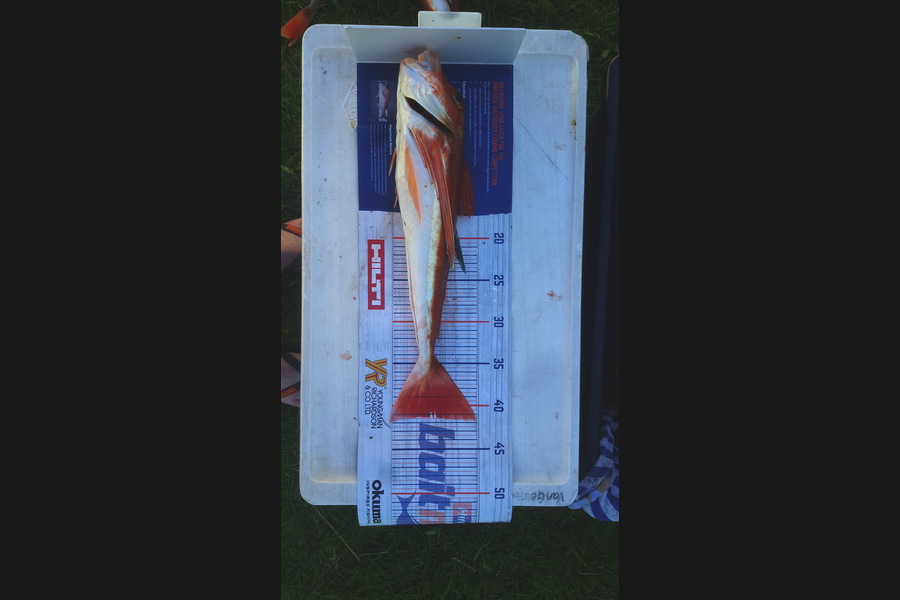 adam Van gelder caught this 41cm Gurnard at Marlborough during The Hirepool Baitmates Fishing Comp