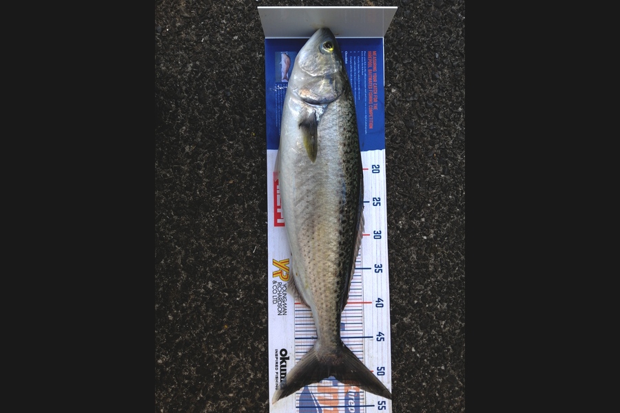 Steve Ryder caught this 50.5cm Kahawai at Manukau harbour  during The Hirepool Baitmates Fishing Comp