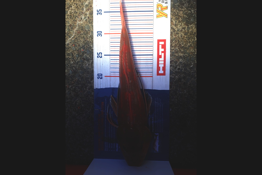 Greg Schimanski caught this 36.5cm Gurnard at Whangaparaoa  during The Hirepool Baitmates Fishing Comp